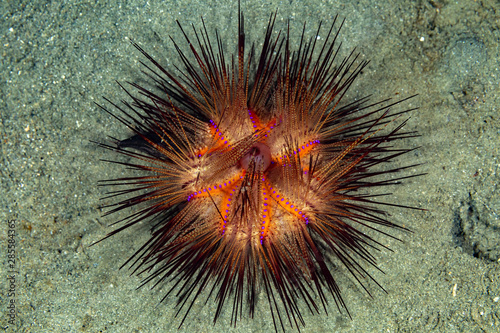 Sea urchins, or simply urchins, are typically spiny, globular animals, echinoderms in the class Echinoidea © GeraldRobertFischer