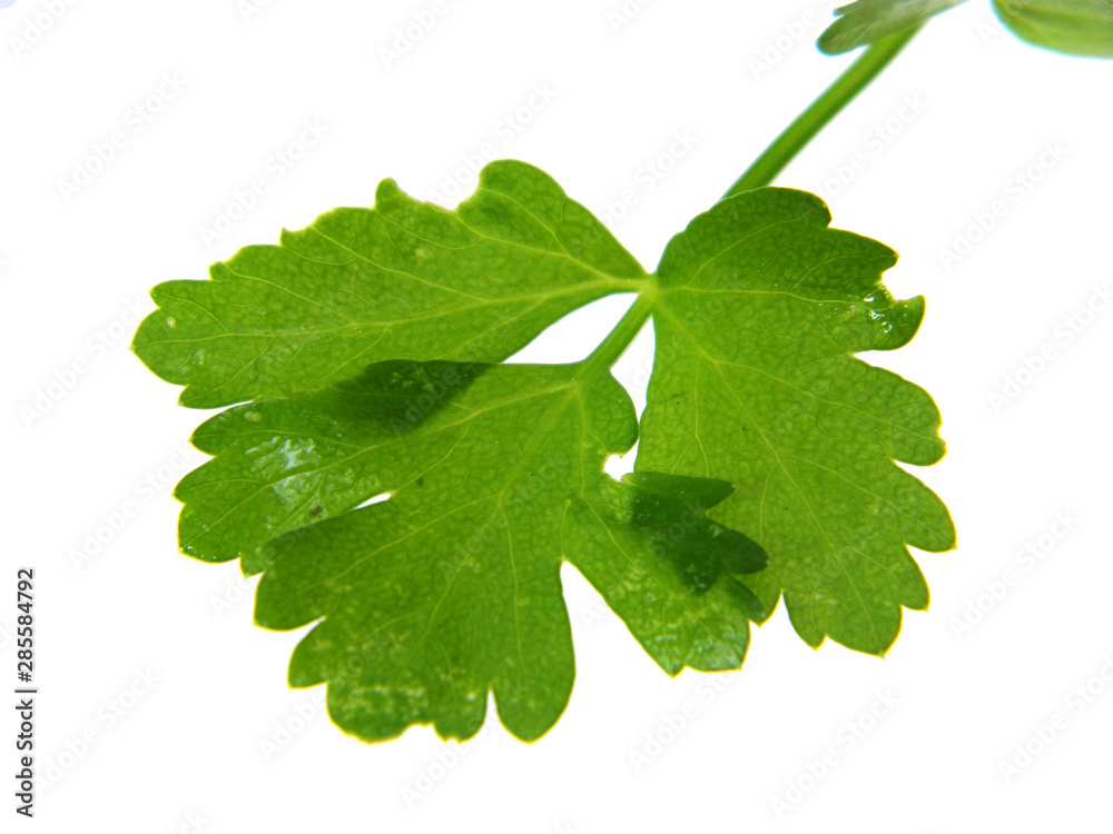 parsley isolated on a white background parsley isolated on a white background