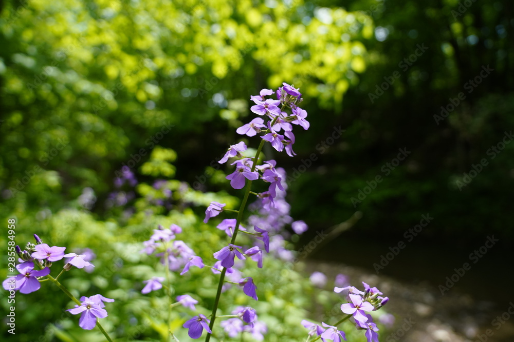 Beautiful Purple Flowers found in the forest Beautiful Purple Flowers found in the forest
