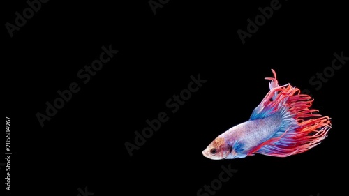 Wallpaper Mural slow motion of Siamese fighting fish (Betta splendens), well known name is Plakat Thai Torontodigital.ca