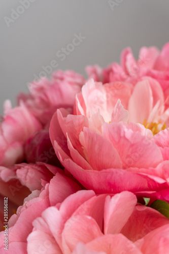 Fototapeta Naklejka Na Ścianę i Meble -  Pink peony close up