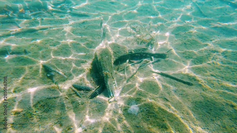 Swim Away from Underwater Log in Clear Blue Lake in Slow Motion as Sunlight makes Beautiful Abstract Moving Patterns on Sand Bottom, Wide Dolly Out POV
