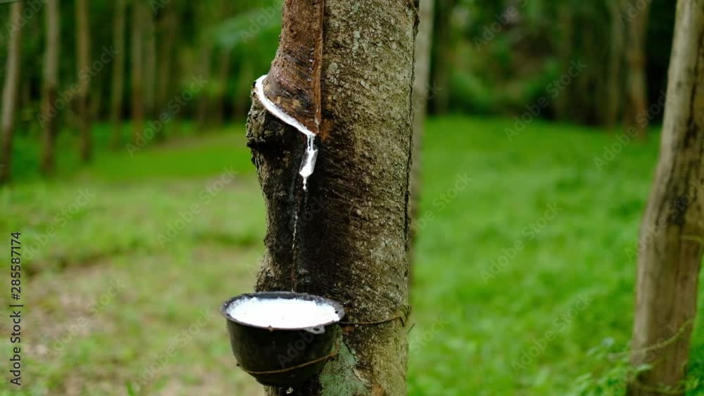 Fresh milky Latex flows from para rubber tree into a plastic bowl Fresh milky Latex flows from para rubber tree into a plastic bowl