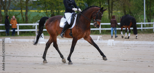 Horse dressage in closeup during a dressage test at a dressage competition..