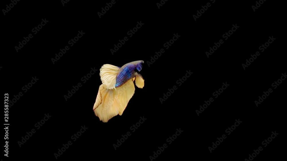 slow motion of Siamese fighting fish (Betta splendens), well known name is Plakat Thai slow motion of Siamese fighting fish (Betta splendens), well known name is Plakat Thai
