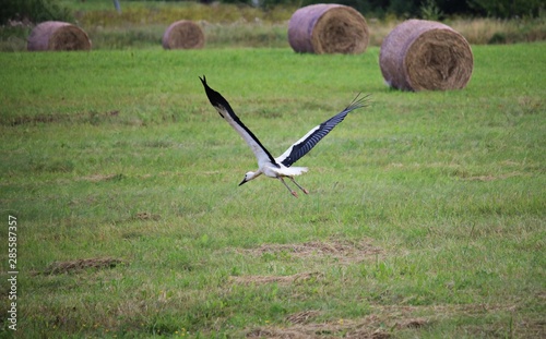 Stork flying over a field on the outskirts of the village in search of food © Anatolijs