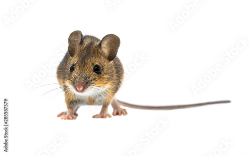 Cute mouse isolated on white background