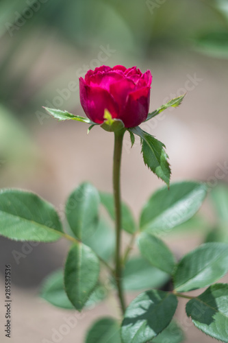 Wallpaper Mural Pink Falstaff roses Torontodigital.ca