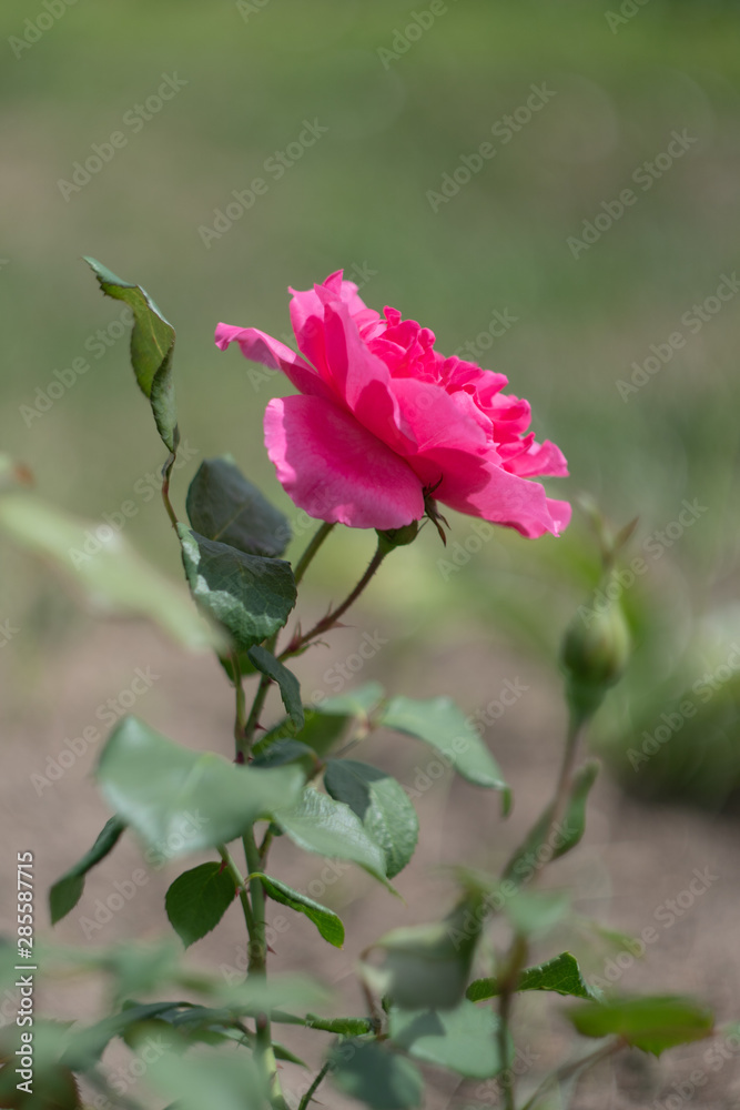 Pink Parade rose