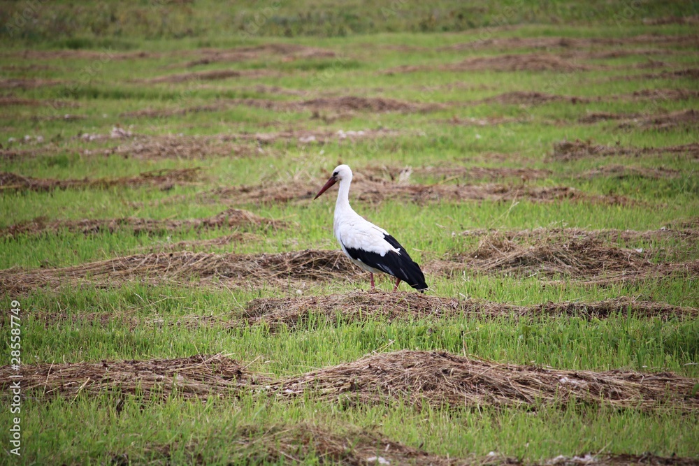 A lone stork wanders through a village field looking for food A lone stork wanders through a village field looking for food