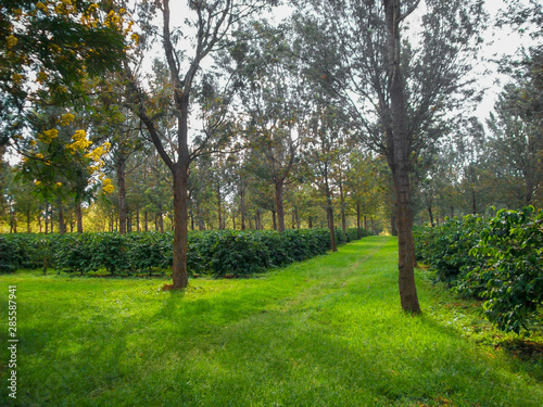 Pathway through trees  green farms