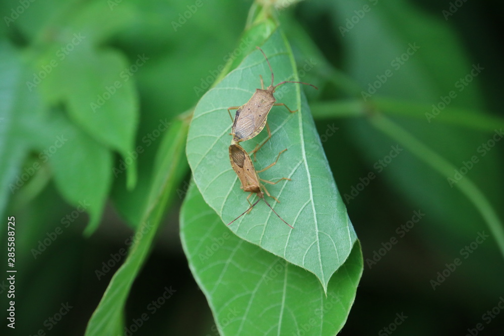 カメムシの交尾