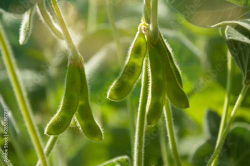 Young green pods of varietal soybeans on a plant stem in a soybean field in the morning during the active growth of crops in the sun. Selective focus. photo