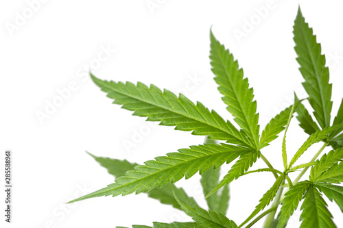 Fotografie cannabis leaf on withe background