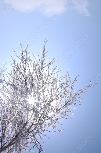 Wallpaper Mural 삼양목장. 나무. 대관령. 서리. 잔성. 설경. 겨울. 풍경. Torontodigital.ca