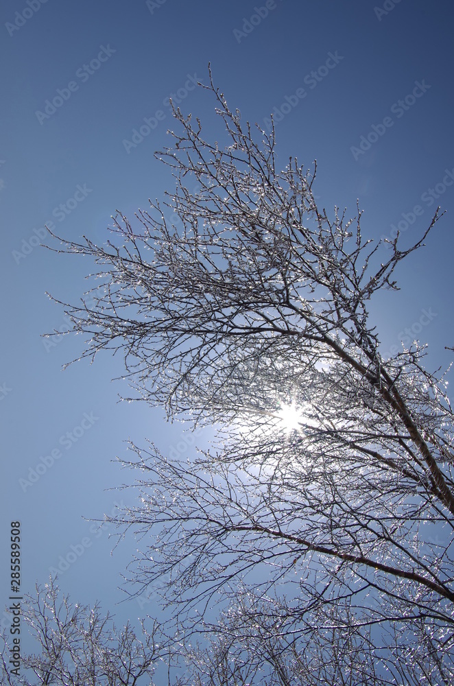 삼양목장. 나무. 대관령. 서리. 잔성. 설경. 겨울. 풍경. 삼양목장. 나무. 대관령. 서리. 잔성. 설경. 겨울. 풍경.