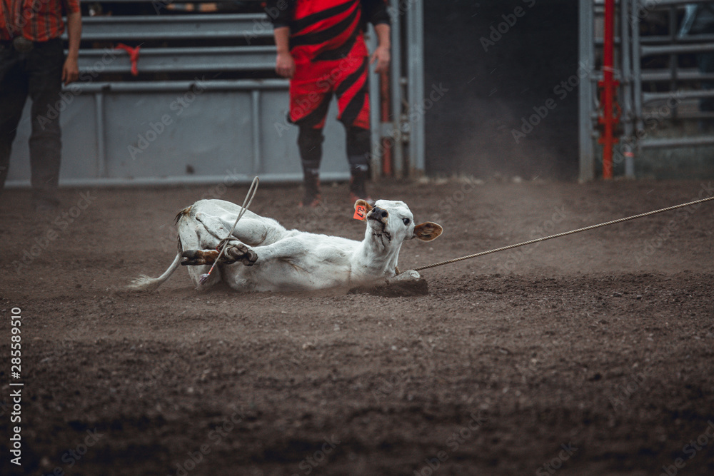 Animal cruelty during western rodeo: sweet little white calf tied up and dragged around during roping competition
