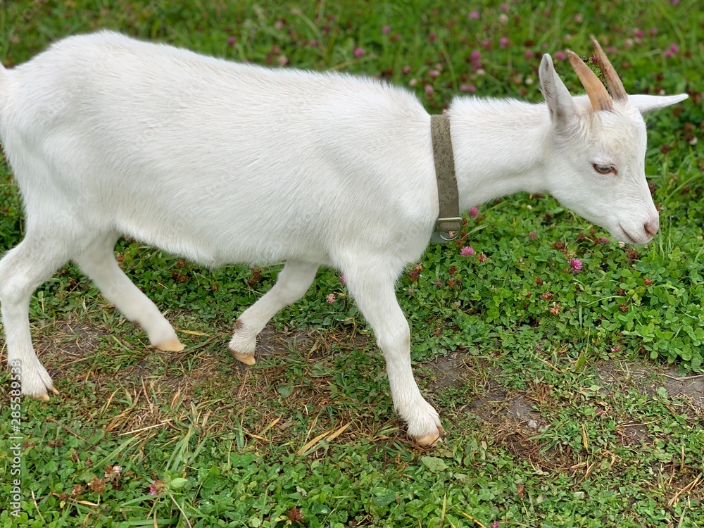 Fototapeta premium white goat on green grass