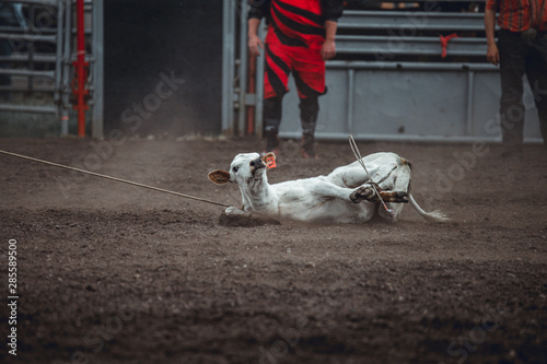 Animal cruelty during western rodeo: sweet little white calf tied up and dragged around during roping competition photo