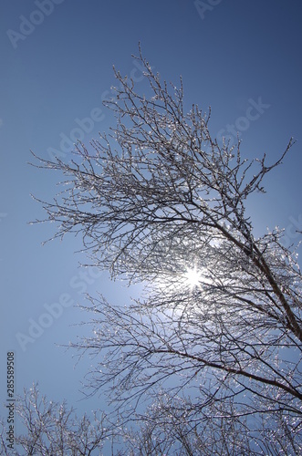 Wallpaper Mural 삼양목장. 나무. 대관령. 서리. 잔성. 설경. 겨울. 풍경. Torontodigital.ca