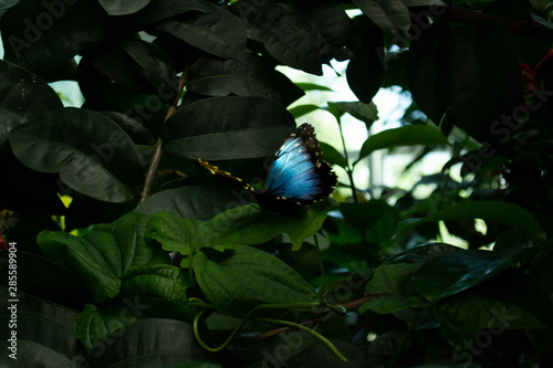 Blue Butterfly