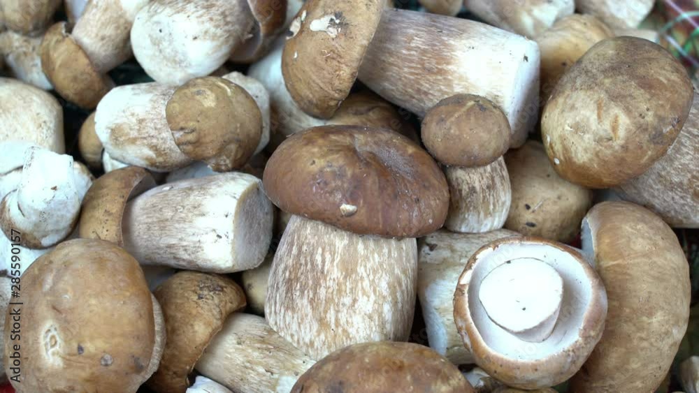 Mushroom Boletus in a basket rotated over Wooden Background. Autumn Boletus edulis ceps Mushrooms close up on wood rustic table. Cooking delicious organic mushroom. Mushroom Boletus in a basket rotated over Wooden Background. Autumn Boletus edulis ceps Mushrooms close up on wood rustic table. Cooking delicious organic mushroom.