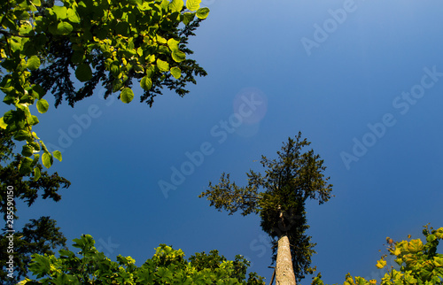 Upward View of Trees