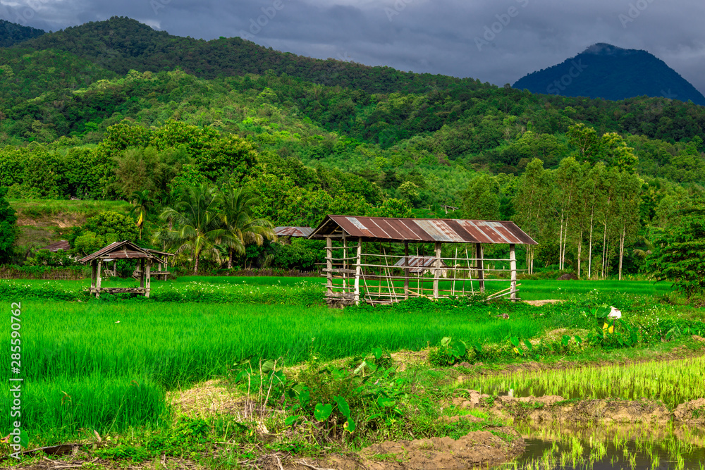 The close-up natural background of green rice fields, behind a large mountain and mist flowing through the blurred foliage, is a natural beauty seen in the countryside The close-up natural background of green rice fields, behind a large mountain and mist flowing through the blurred foliage, is a natural beauty seen in the countryside