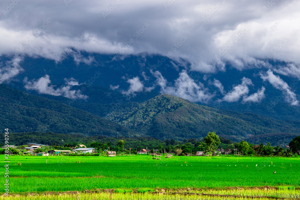 The close-up natural background of green rice fields, behind a large mountain and mist flowing through the blurred foliage, is a natural beauty seen in the countryside