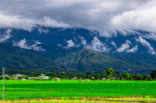 The close-up natural background of green rice fields, behind a large mountain and mist flowing through the blurred foliage, is a natural beauty seen in the countryside