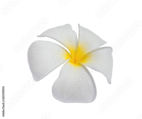 White Plumeria flower isolated on white background. with clipping path.