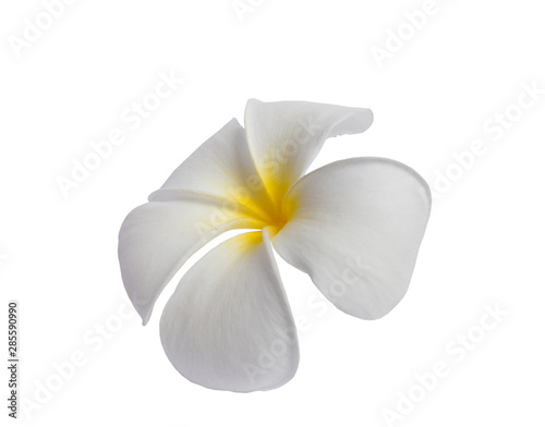 White Plumeria flower isolated on white background. with clipping path.