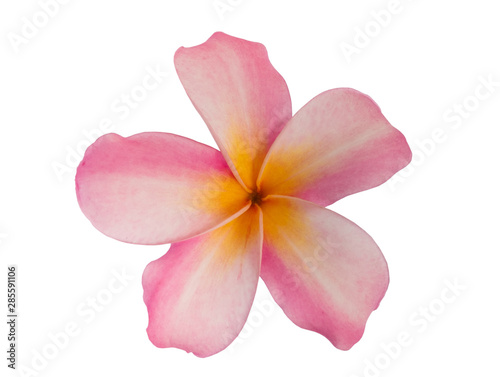 Pink Plumeria flower isolated on white background. with clipping path.