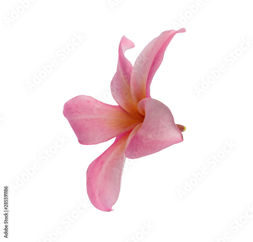 Pink Plumeria flower isolated on white background. with clipping path.