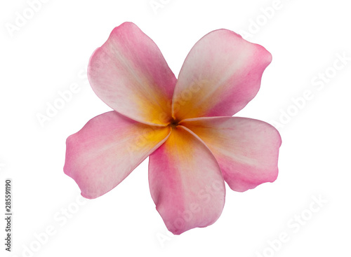 Pink Plumeria flower isolated on white background. with clipping path.