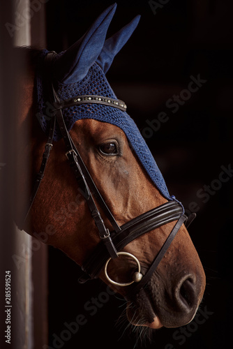 Portrait of a bay horse in ear muffs