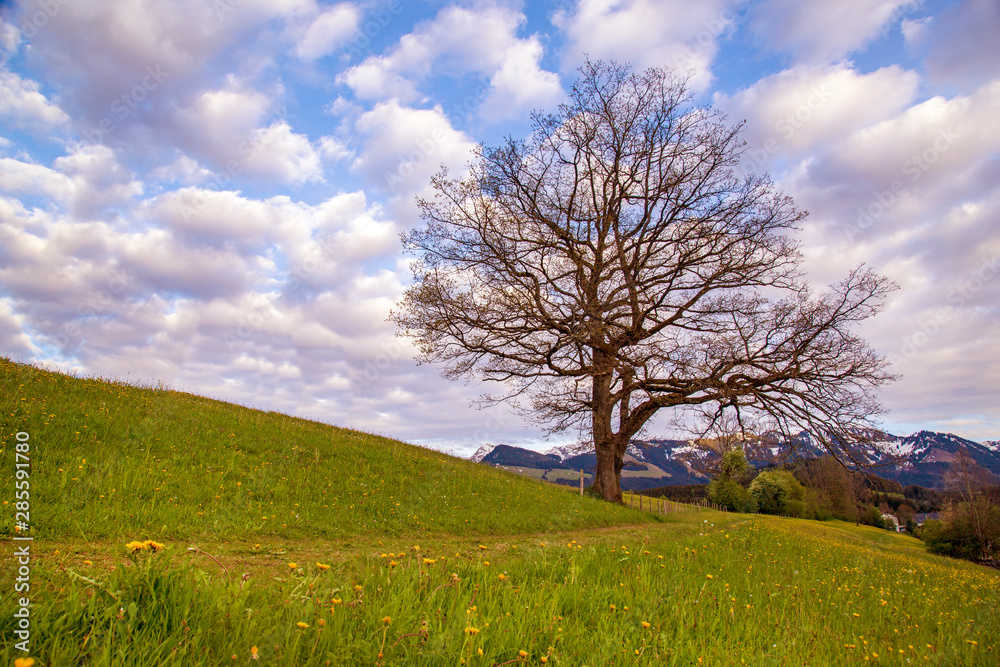 Fototapeta premium Allgäu - Frühling - Baum - Alpen
