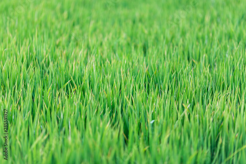 Green grass texture background, Green lawn, Backyard for background, wallpaper, Green lawn desktop picture, Park lawn texture. Wet grass texture with water drops after rain. Fresh plants background