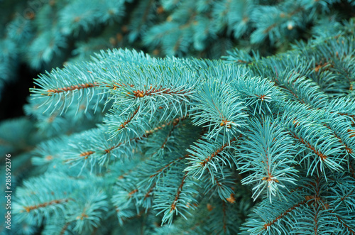 Branches of blue fir tree background