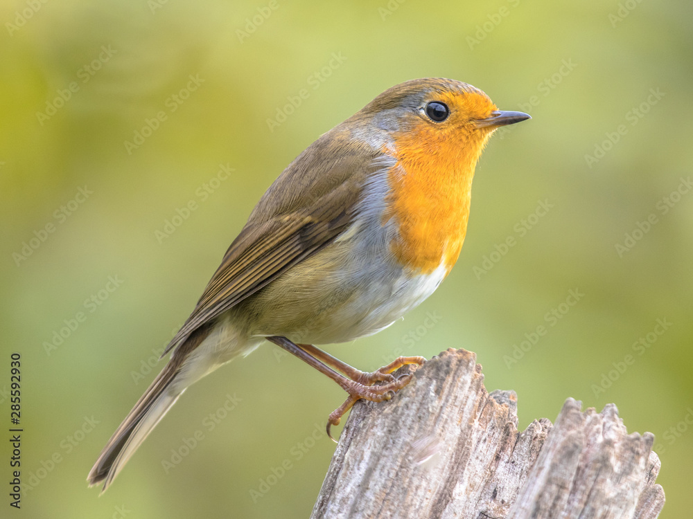 Red robin back light garden Red robin back light garden