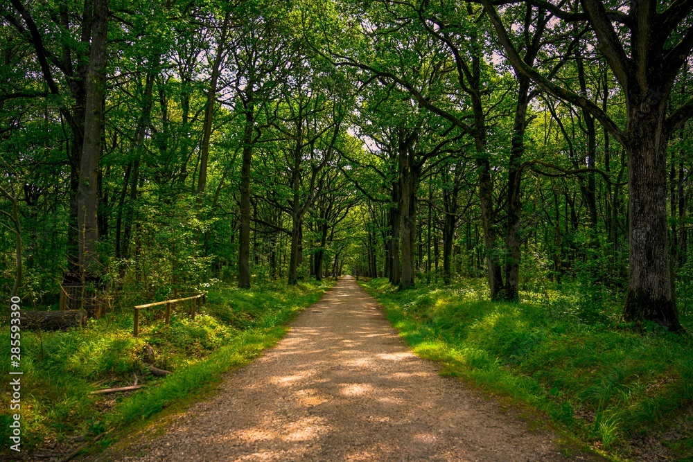 Paysage forestier Paysage forestier