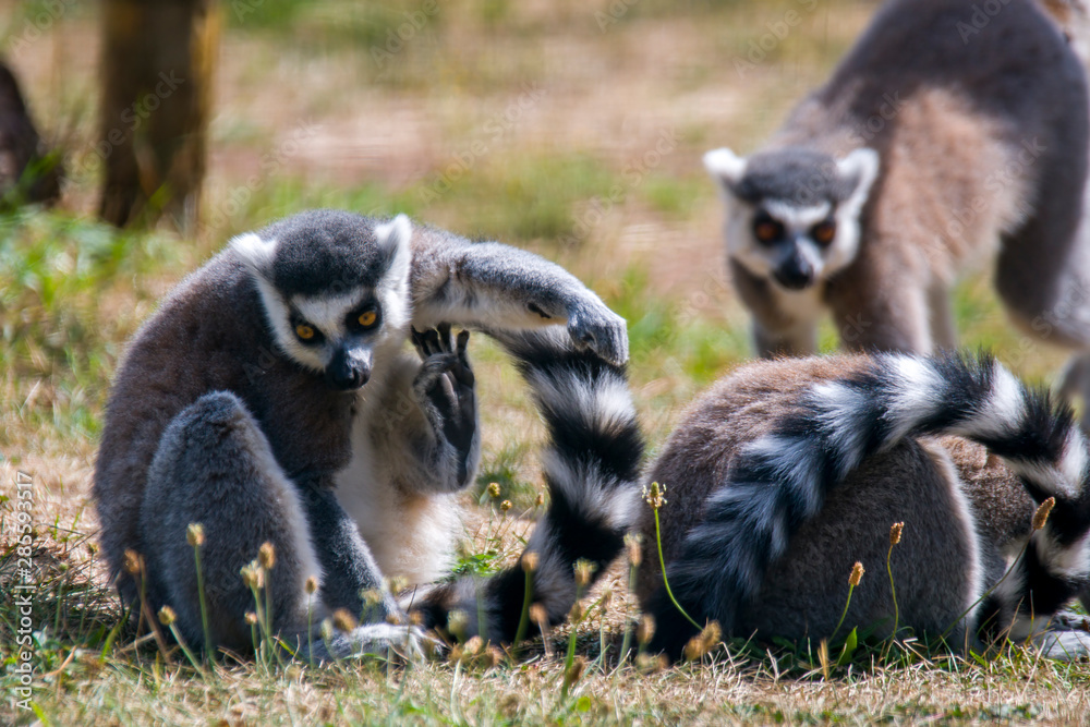 Fototapeta premium cuddly cute lemur monkey