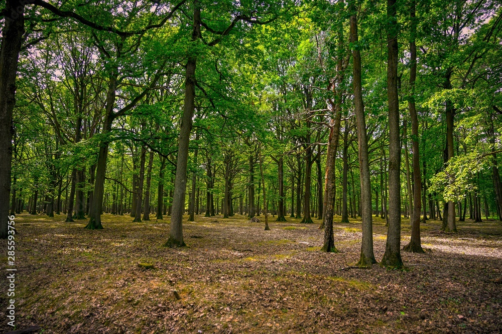 Fototapeta premium Paysage forestier