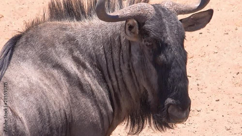 Profile of a wildebeest on the savannah of Africa, in Etosha National park, Namibia.