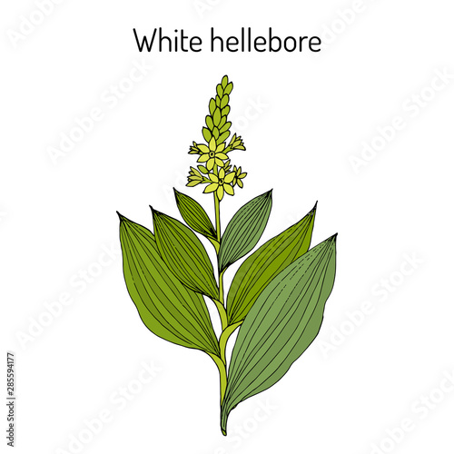 White hellebore Veratrum album , medicinal plant.
