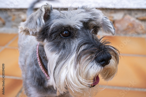 Close up portrait of a miniature schnauzer