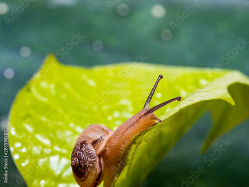 Snail on a green leaf photo