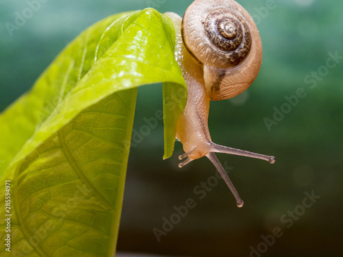 Snail on a green leaf photo