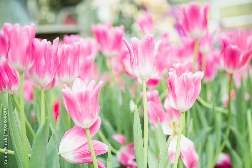 Obraz premium Tulip flowers in garden nature background