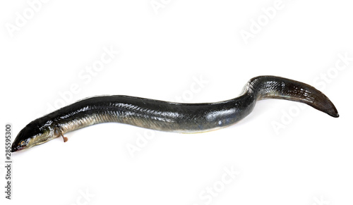 Canvastavla European eel in studio